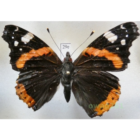 Vanessa atalanta (Linnaeus, 1758) Poland29e